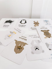 Arctic Animals Flashcards for Toddlers & Preschoolers